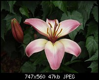 Click image for larger version. 

Name:	32 C Flowers2.jpg 
Views:	226 
Size:	46.6 KB 
ID:	46493