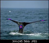 Click image for larger version. 

Name:	whale.jpg 
Views:	191 
Size:	56.4 KB 
ID:	46498