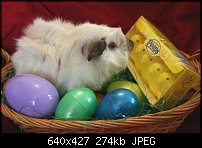 Click image for larger version. 

Name:	easter eggs pic.jpg 
Views:	209 
Size:	274.0 KB 
ID:	46899