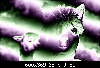 Click image for larger version. 

Name:	alpaca.jpg 
Views:	340 
Size:	28.4 KB 
ID:	48662