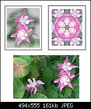 Click image for larger version. 

Name:	columbine.jpg 
Views:	205 
Size:	160.6 KB 
ID:	49044