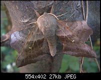 Click image for larger version. 

Name:	moth1.jpg 
Views:	174 
Size:	27.0 KB 
ID:	49304