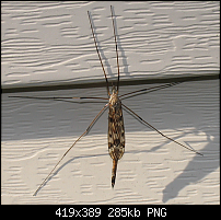Click image for larger version. 

Name:	bug.png 
Views:	167 
Size:	284.7 KB 
ID:	49362