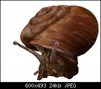 Click image for larger version. 

Name:	snail.jpg 
Views:	334 
Size:	24.3 KB 
ID:	49566