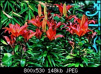 Click image for larger version. 

Name:	Red Lilly.jpg 
Views:	189 
Size:	147.6 KB 
ID:	49721