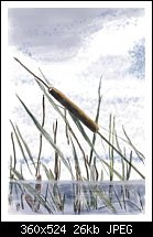 Click image for larger version. 

Name:	Bullrushes.jpg 
Views:	562 
Size:	25.6 KB 
ID:	4992