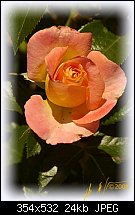 Click image for larger version. 

Name:	1 lilus rose.jpg 
Views:	581 
Size:	24.5 KB 
ID:	51156