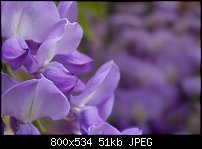 Click image for larger version. 

Name:	wisteriadetail.jpg 
Views:	205 
Size:	50.6 KB 
ID:	51645