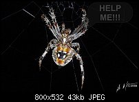 Click image for larger version. 

Name:	1spiderhelpme.jpg 
Views:	236 
Size:	43.1 KB 
ID:	51945