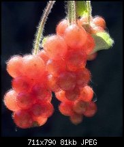 Click image for larger version. 

Name:	Berries1.jpg 
Views:	199 
Size:	81.2 KB 
ID:	52276