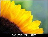 Click image for larger version. 

Name:	sunflower2.jpg 
Views:	233 
Size:	26.3 KB 
ID:	52368
