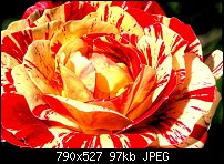 Click image for larger version. 

Name:	Roses.jpg 
Views:	136 
Size:	96.5 KB 
ID:	52378