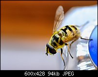 Click image for larger version. 

Name:	insect-tap.jpg 
Views:	193 
Size:	93.8 KB 
ID:	52417