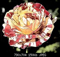 Click image for larger version. 

Name:	Rose3-1-3sm.jpg 
Views:	701 
Size:	149.8 KB 
ID:	52820