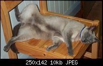 Click image for larger version. 

Name:	mycat.jpg 
Views:	359 
Size:	9.7 KB 
ID:	53160