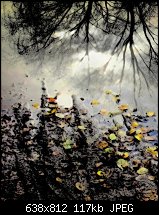 Click image for larger version. 

Name:	puddle tree.jpg 
Views:	431 
Size:	117.4 KB 
ID:	53731