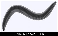 Click image for larger version. 

Name:	worm.jpg 
Views:	121 
Size:	14.6 KB 
ID:	53826