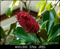 Click image for larger version. 

Name:	MagnoliaSeedPod-seeds-RS-cdd400x.jpg 
Views:	321 
Size:	36.6 KB 
ID:	54468