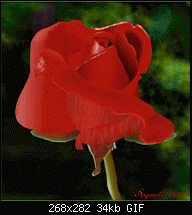 Click image for larger version. 

Name:	redrose.gif 
Views:	326 
Size:	33.7 KB 
ID:	55043