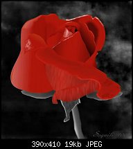 Click image for larger version. 

Name:	red-rose_masked.jpg 
Views:	313 
Size:	18.9 KB 
ID:	55047