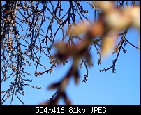 Click image for larger version. 

Name:	tree.jpg 
Views:	246 
Size:	81.2 KB 
ID:	56271