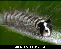 Click image for larger version. 

Name:	dogerpillar.png 
Views:	742 
Size:	119.2 KB 
ID:	58890