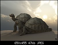 Click image for larger version. 

Name:	tortoise copy.jpg 
Views:	291 
Size:	46.6 KB 
ID:	59633