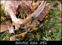 Click image for larger version. 

Name:	Wasp2.jpg 
Views:	190 
Size:	61.8 KB 
ID:	59748