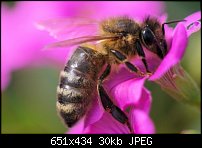 Click image for larger version. 

Name:	bee2.jpg 
Views:	166 
Size:	30.0 KB 
ID:	59764