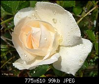 Click image for larger version. 

Name:	rose_from_mayas_yard.jpg 
Views:	369 
Size:	98.7 KB 
ID:	59896