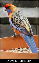 Click image for larger version. 

Name:	rosella.jpg 
Views:	233 
Size:	33.7 KB 
ID:	60627