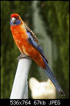 Click image for larger version. 

Name:	Parrot 052crpS.jpg 
Views:	209 
Size:	67.4 KB 
ID:	60695