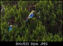 Click image for larger version. 

Name:	Pale-headed Rosella1.jpg 
Views:	233 
Size:	91.0 KB 
ID:	61664