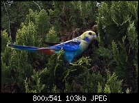 Click image for larger version. 

Name:	Pale-headed Rosella2.jpg 
Views:	239 
Size:	103.3 KB 
ID:	61665