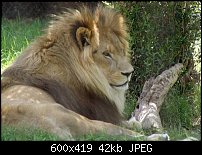 Click image for larger version. 

Name:	lion2.jpg 
Views:	194 
Size:	42.0 KB 
ID:	62209