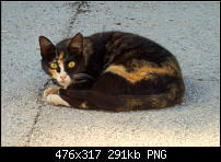 Click image for larger version. 

Name:	Puss on the Patio small.png 
Views:	68 
Size:	290.6 KB 
ID:	62783