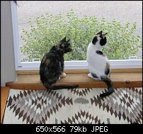 Click image for larger version. 

Name:	les-chats.jpg 
Views:	77 
Size:	78.6 KB 
ID:	62797