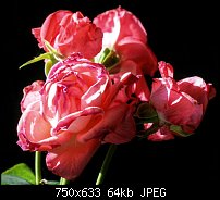 Click image for larger version. 

Name:	6 Roses.jpg 
Views:	254 
Size:	63.9 KB 
ID:	62879