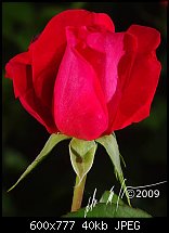 Click image for larger version. 

Name:	roses4jul2009-0056.jpg 
Views:	166 
Size:	39.6 KB 
ID:	63199