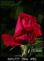 Click image for larger version. 

Name:	roses4jul2009-0057.jpg 
Views:	171 
Size:	35.3 KB 
ID:	63200