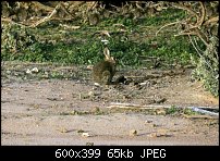 Click image for larger version. 

Name:	bunnies.jpg 
Views:	173 
Size:	65.3 KB 
ID:	63495