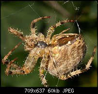 Click image for larger version. 

Name:	spider.jpg 
Views:	291 
Size:	60.0 KB 
ID:	6412