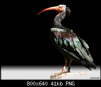 Click image for larger version. 

Name:	Bird.jpg 
Views:	338 
Size:	40.6 KB 
ID:	65999