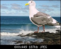 Click image for larger version. 

Name:	Seagull_by_sea_forum.jpg 
Views:	174 
Size:	187.2 KB 
ID:	66441
