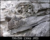 Click image for larger version. 

Name:	driftwood log end.jpg 
Views:	169 
Size:	130.3 KB 
ID:	66673