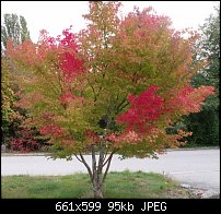 Click image for larger version. 

Name:	ornamental maple tree.jpg 
Views:	154 
Size:	95.0 KB 
ID:	66674