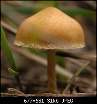 Click image for larger version. 

Name:	mushroom.JPG 
Views:	220 
Size:	31.3 KB 
ID:	6694