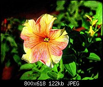 Click image for larger version. 

Name:	Petunia1.jpg 
Views:	181 
Size:	121.7 KB 
ID:	67116