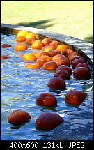 Click image for larger version. 

Name:	arboretum pumpkins.jpg 
Views:	188 
Size:	130.7 KB 
ID:	67898