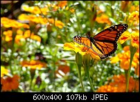 Click image for larger version. 

Name:	monarch arboretum.jpg 
Views:	187 
Size:	107.0 KB 
ID:	67899